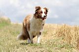 BORDER COLLIE 676